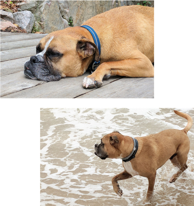 Dog playing in water