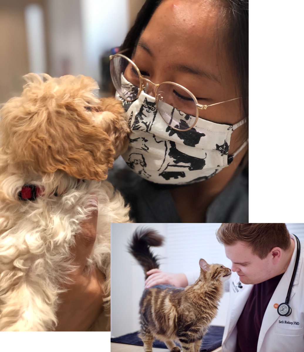 Small Door veterinarians