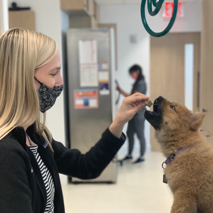 Small Door team member offering a treat to a young chow puppy