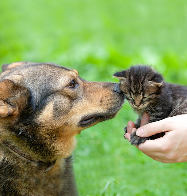 A dog gently sniffing a small kitten